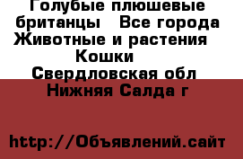 Голубые плюшевые британцы - Все города Животные и растения » Кошки   . Свердловская обл.,Нижняя Салда г.